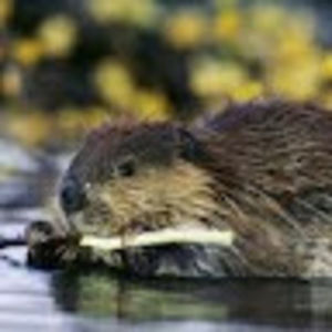 Meet your Posher, Cassandra